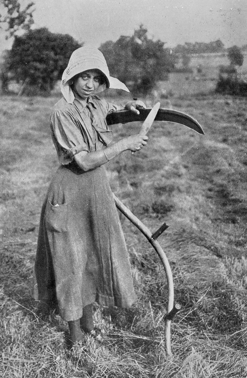 Raccolta - Membro della Riserva Volontaria Femminile di Leicester che aiuta un contadino, fotografie dell