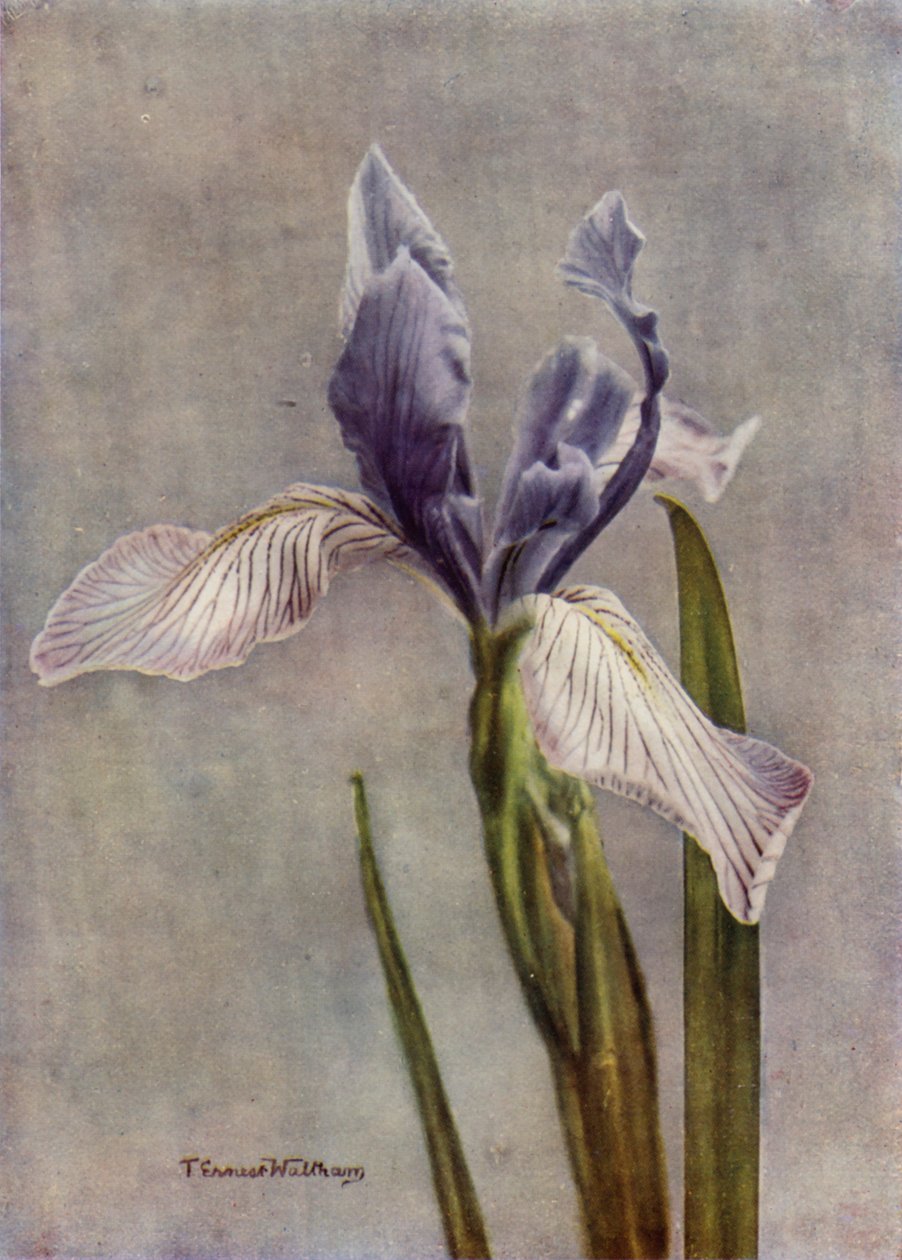 I Longipetala, una bella Iris apogon (foto a colori) da English Photographer