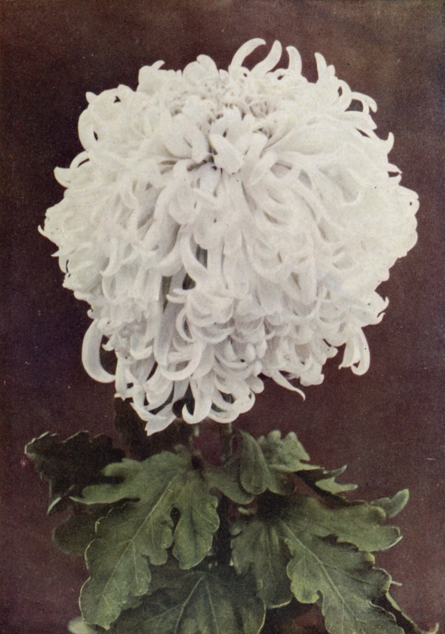Mrs Gilbert Drabble (foto a colori) da English Photographer