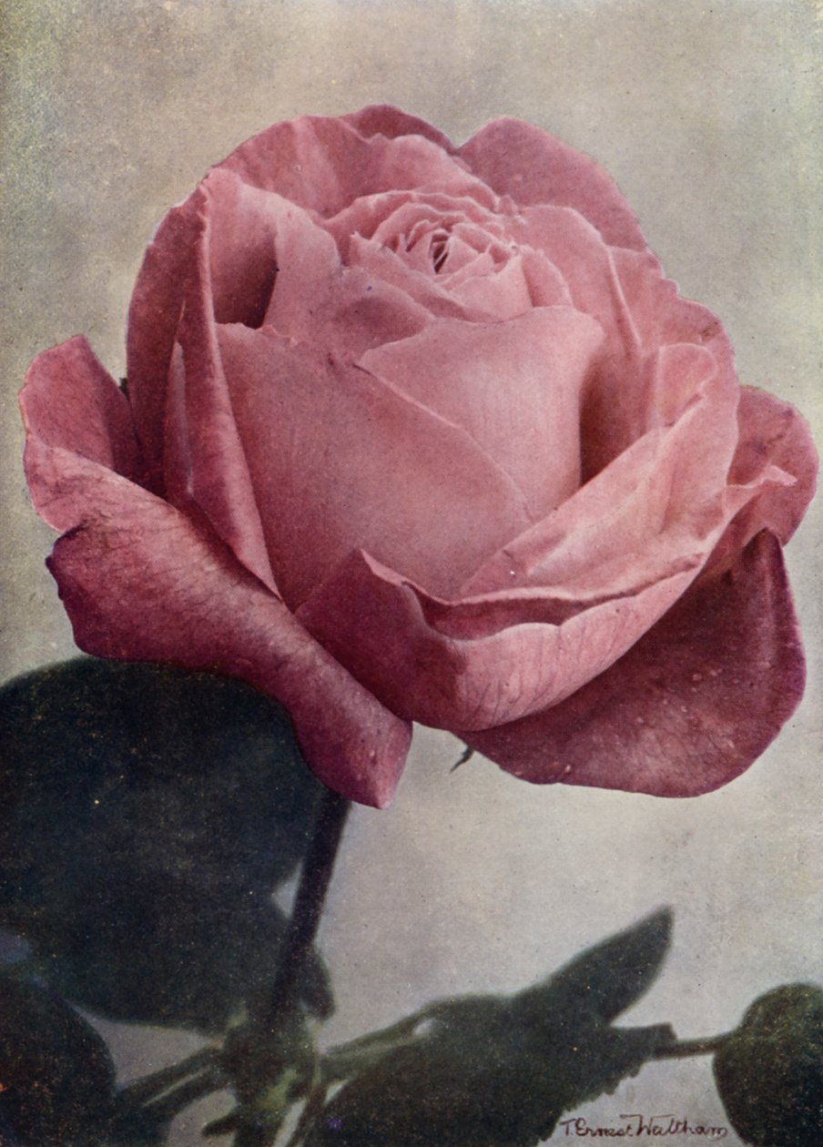 Mrs John Laing (HP) (foto a colori) da English Photographer