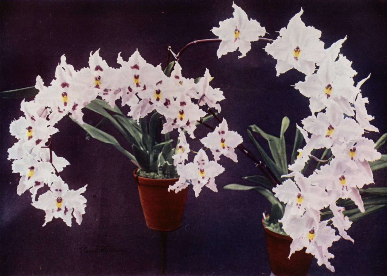 Odontoglossum Crispum (foto a colori) da English Photographer