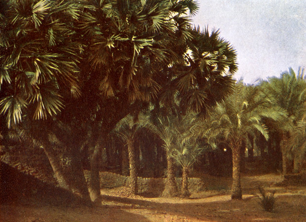 Boschetto di palme vicino a Karnak, Egitto da English Photographer