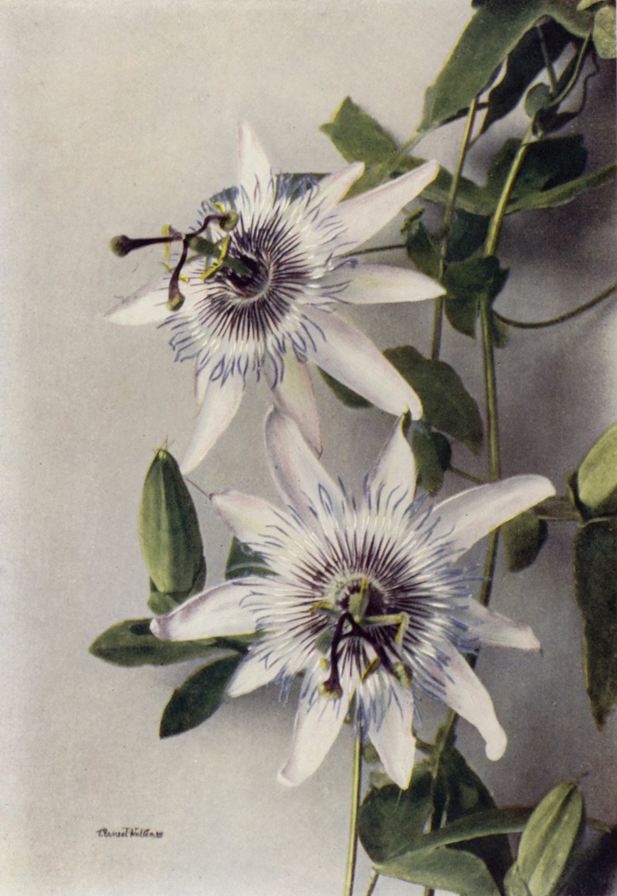 Passiflora Coerulea, Constance Elliott (foto a colori) da English Photographer