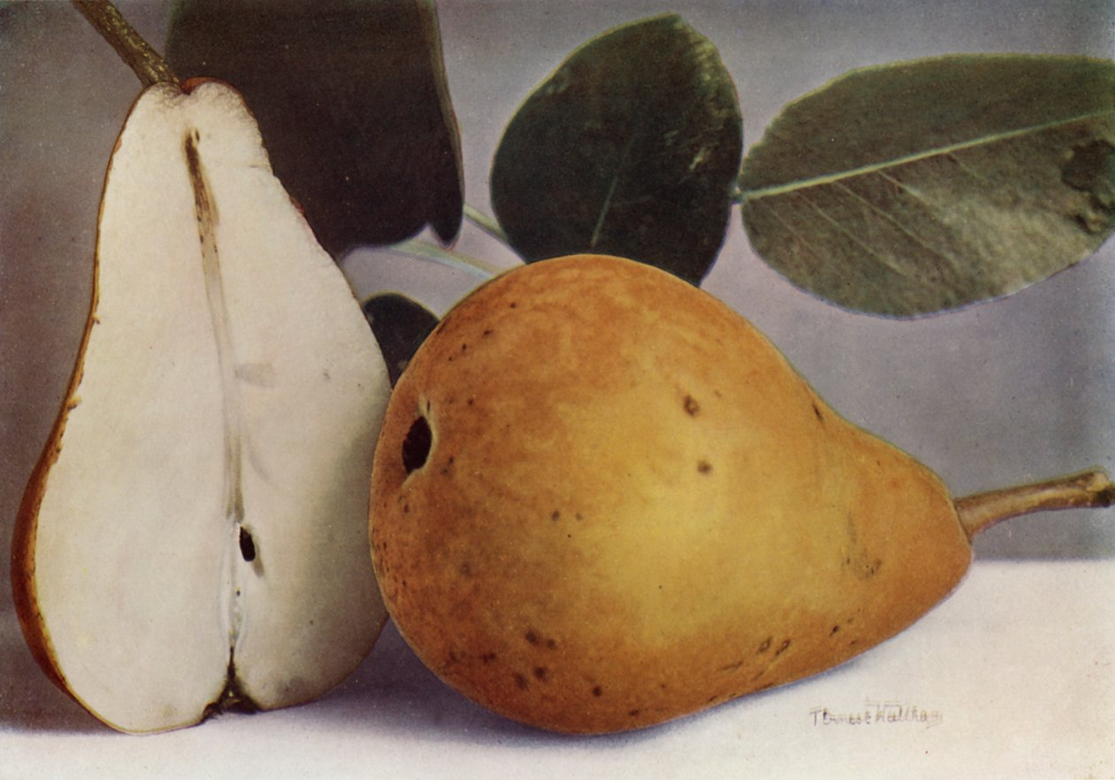 Pera, Durondeau (foto a colori) da English Photographer