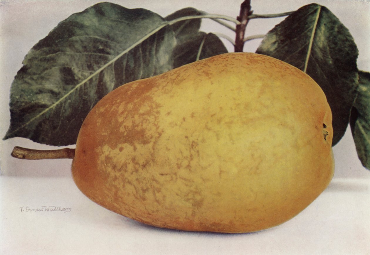 Pera, Duchessa di Pitmaston (foto a colori) da English Photographer