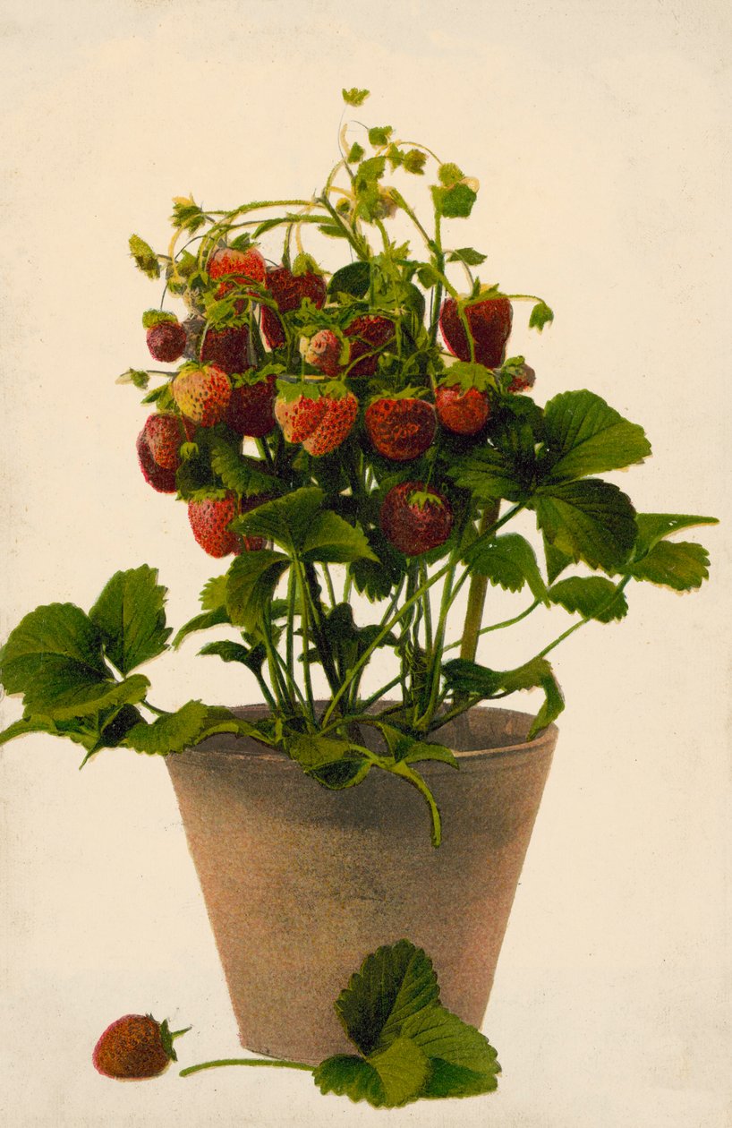 Fragole in vaso (foto a colori) da English Photographer