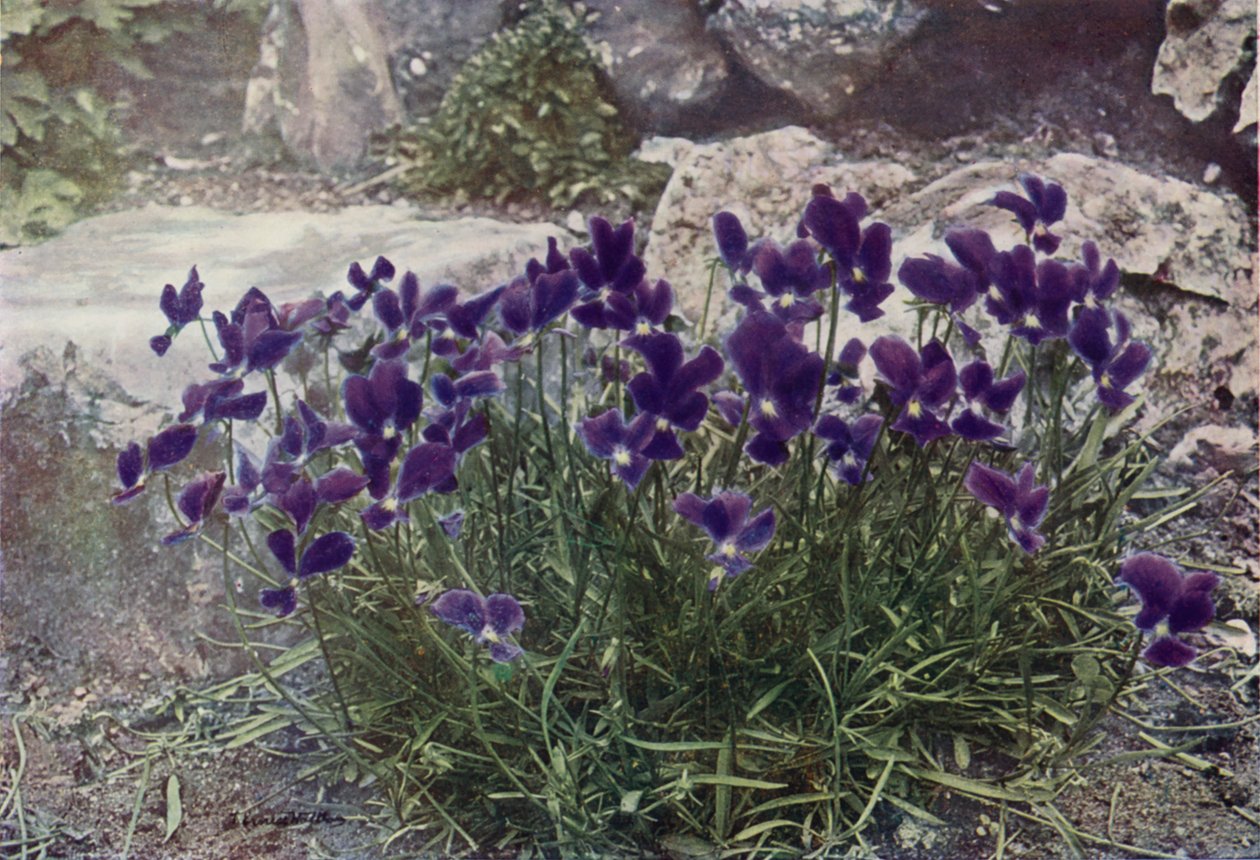 Viola Gracilis (foto a colori) da English Photographer