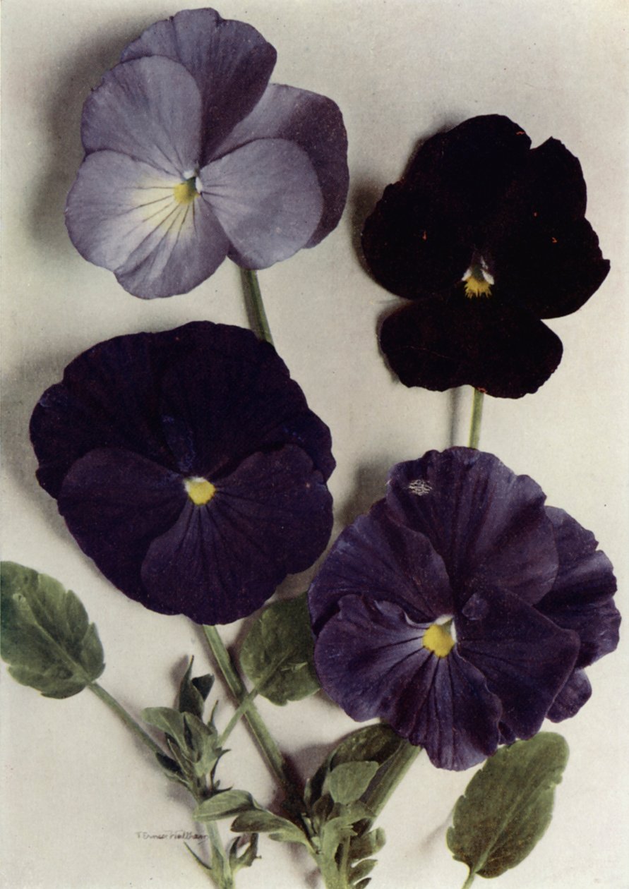 Viole, Maggie Mott, Admiral of the Blues, Archibald Grant e Jenny M
