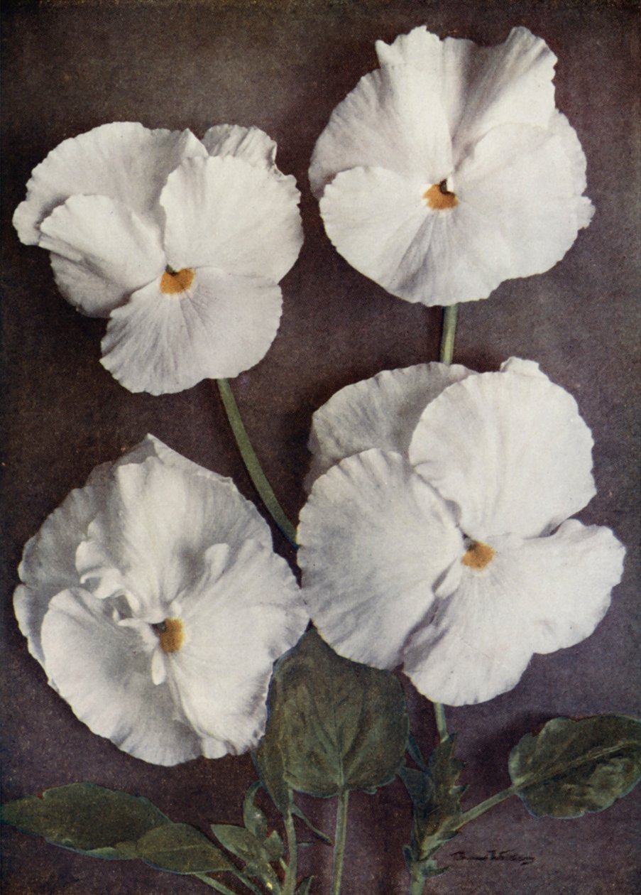 Viole, Purity, Mrs H Pearce, Mad A Gray e Snowflake (foto a colori) da English Photographer