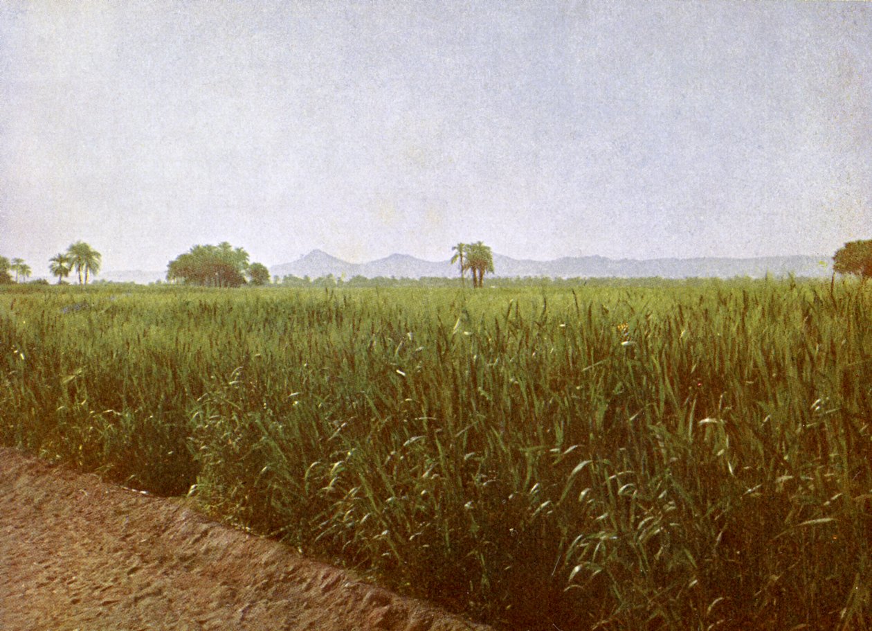 Campo di grano vicino a Luxor, Egitto da English Photographer