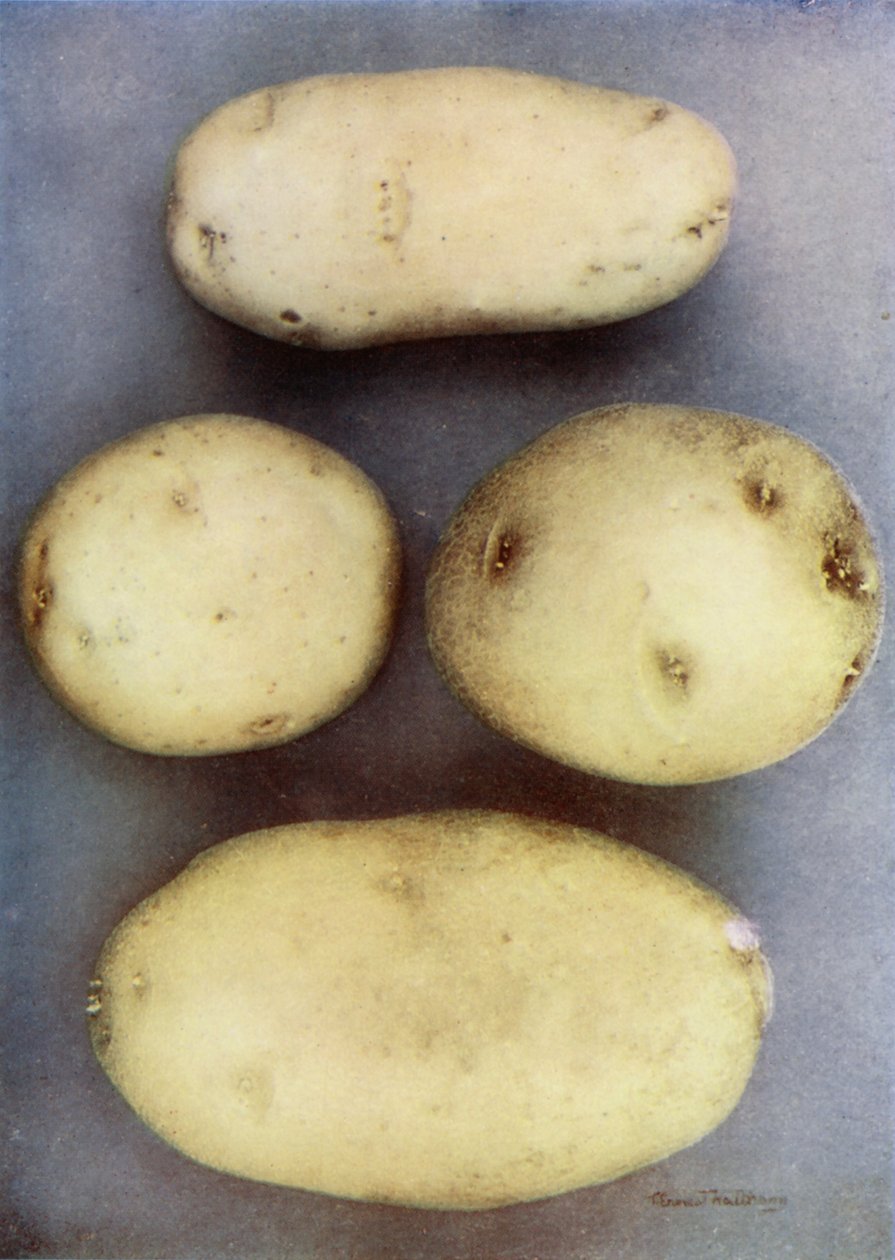Patate bianche (foto a colori) da English Photographer