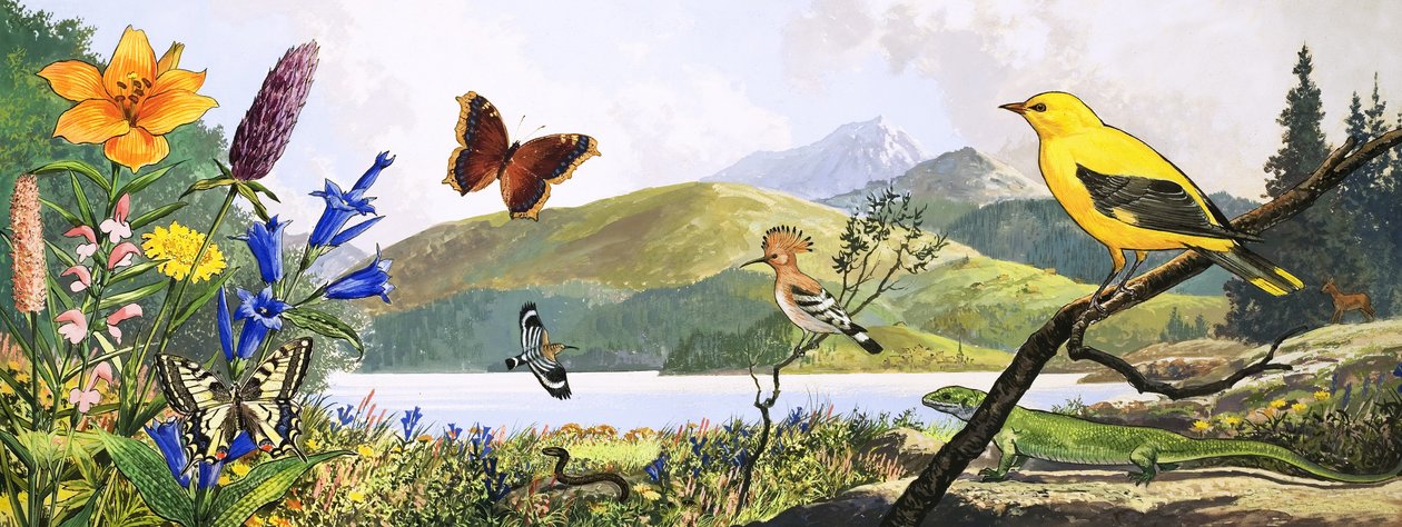 La fauna dell