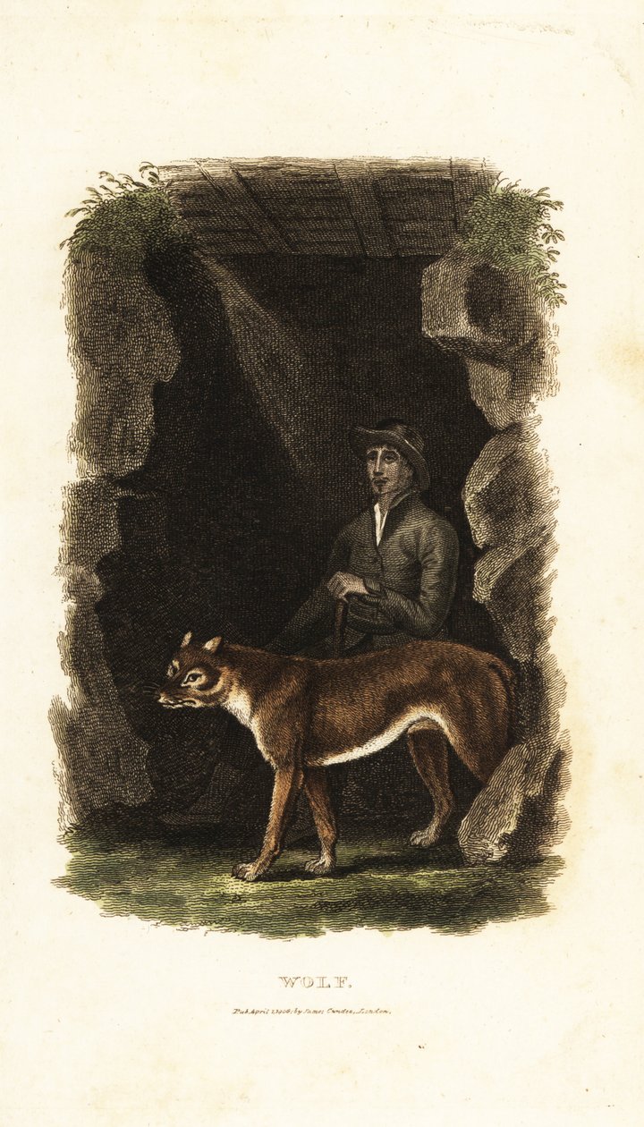 Gentiluomo inglese del XVIII secolo e il suo lupo addomesticato, Canis lupus, all