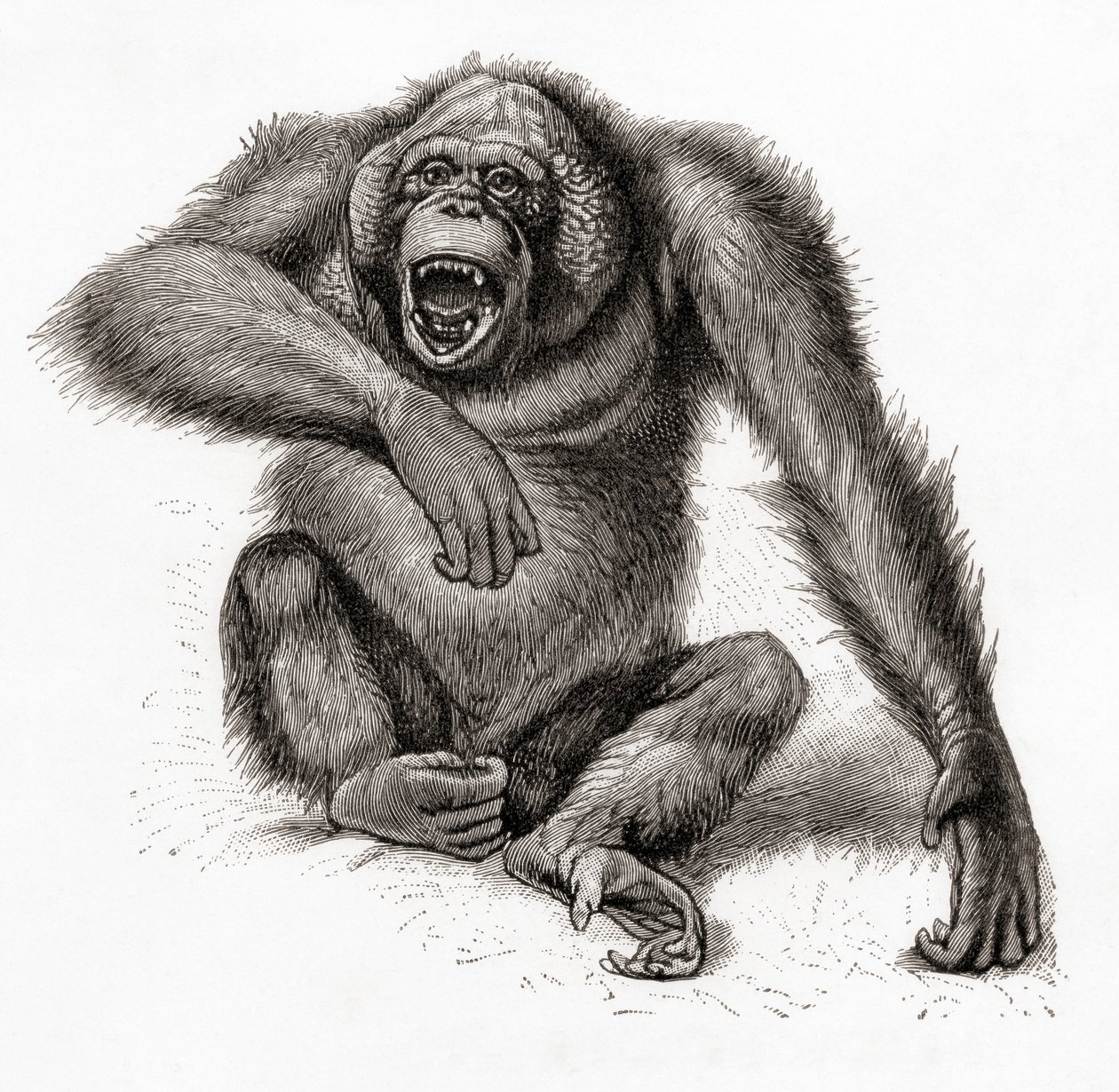 Un orango del Borneo, Pongo pygmaeus, anche scritto orang-utan, orangutang, o orang-utang. Da Meyers Lexicon, pubblicato nel 1924 da English School