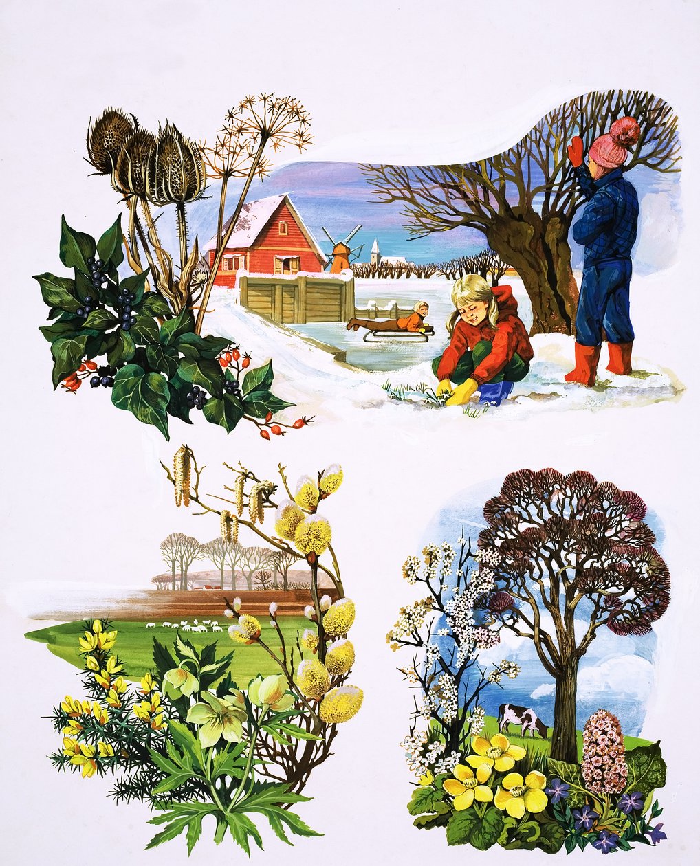 Calendario delle piante, illustrazione da "C