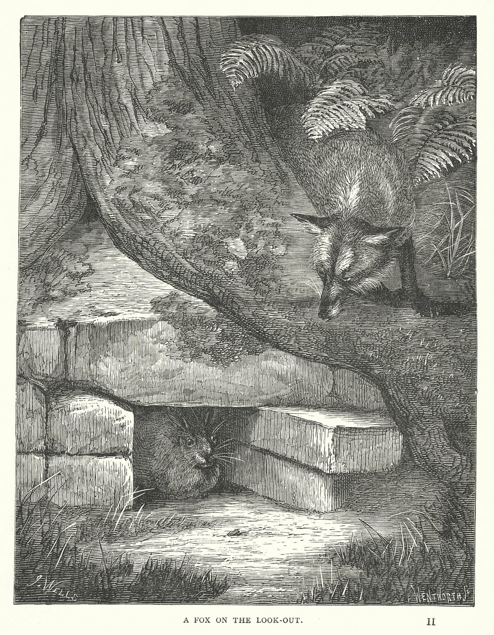 Una volpe in agguato (incisione) da English School