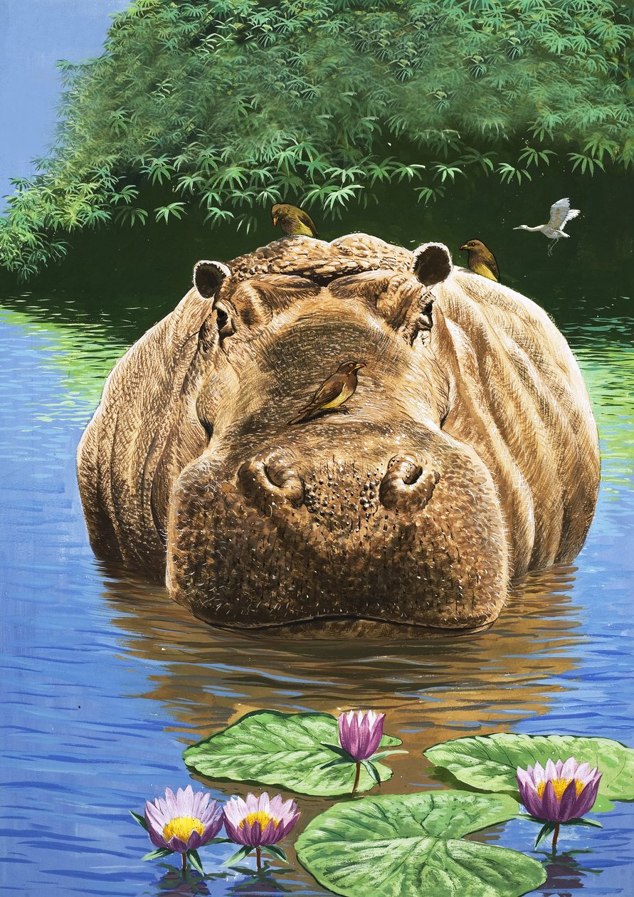 Un ippopotamo felice, illustrazione da "Il paese delle meraviglie della natura". da English School