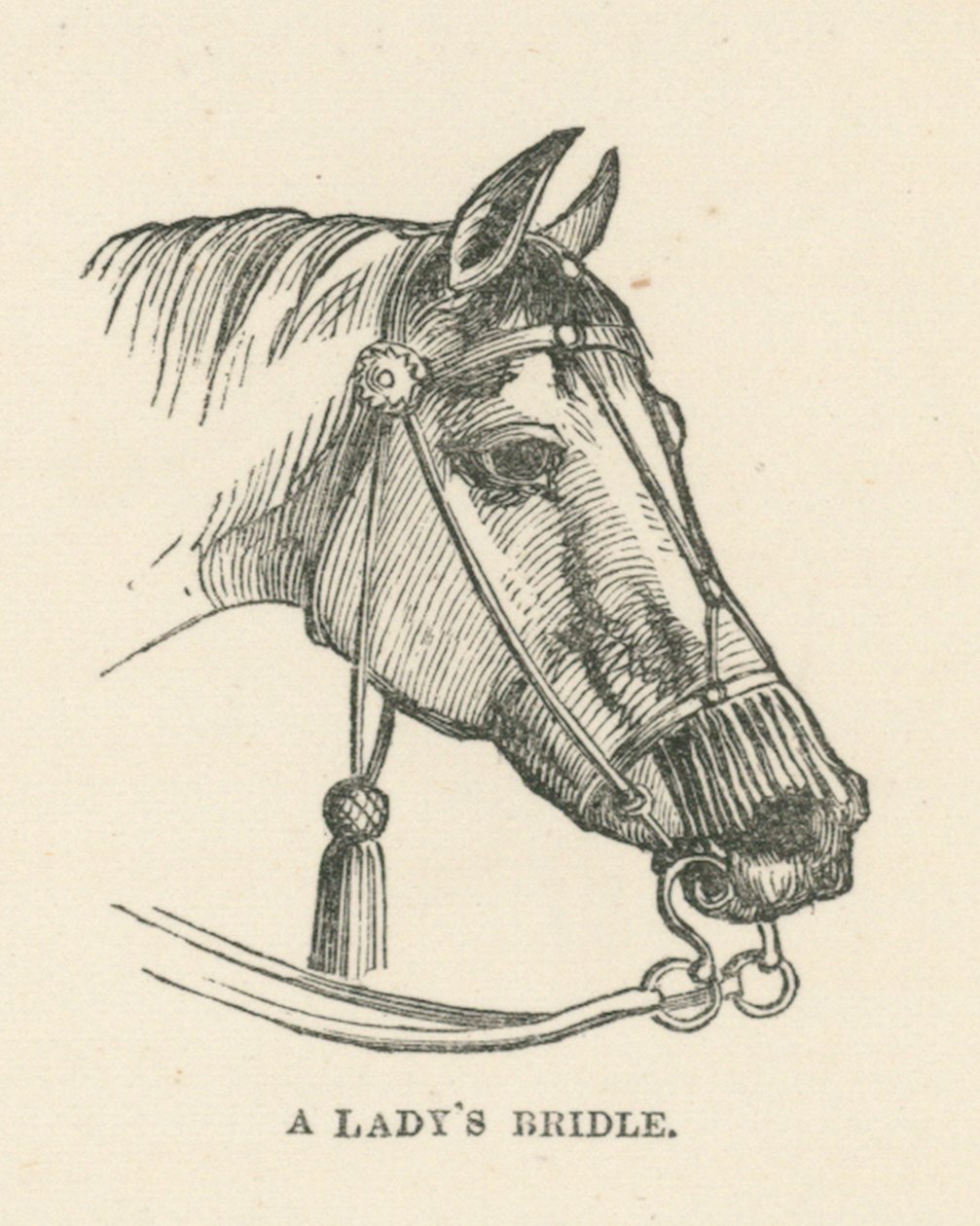 La briglia di una signora (incisione) da English School