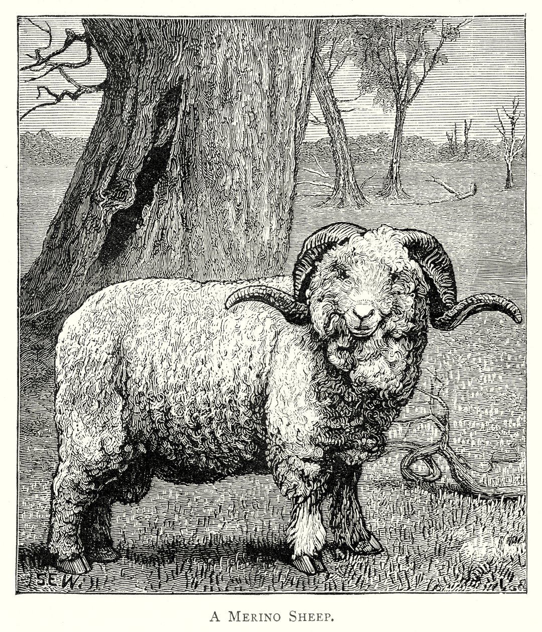 Una pecora di Marino (incisione) da English School