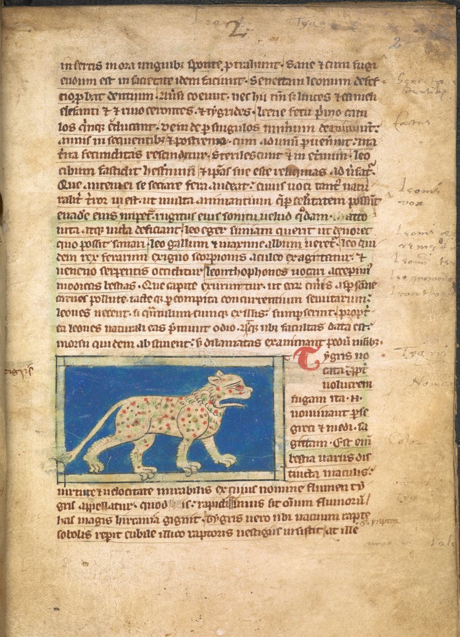 Una tigre, da Sloane 3544, f.2 da English School