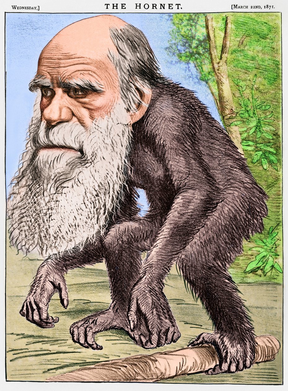 "Un venerabile orangotango", una caricatura di Charles Darwin come scimmia da English School