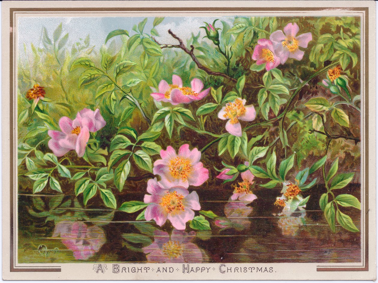 Cartolina di Natale vittoriana raffigurante un cespuglio di rose canine vicino a un ruscello, c.1880 da English School
