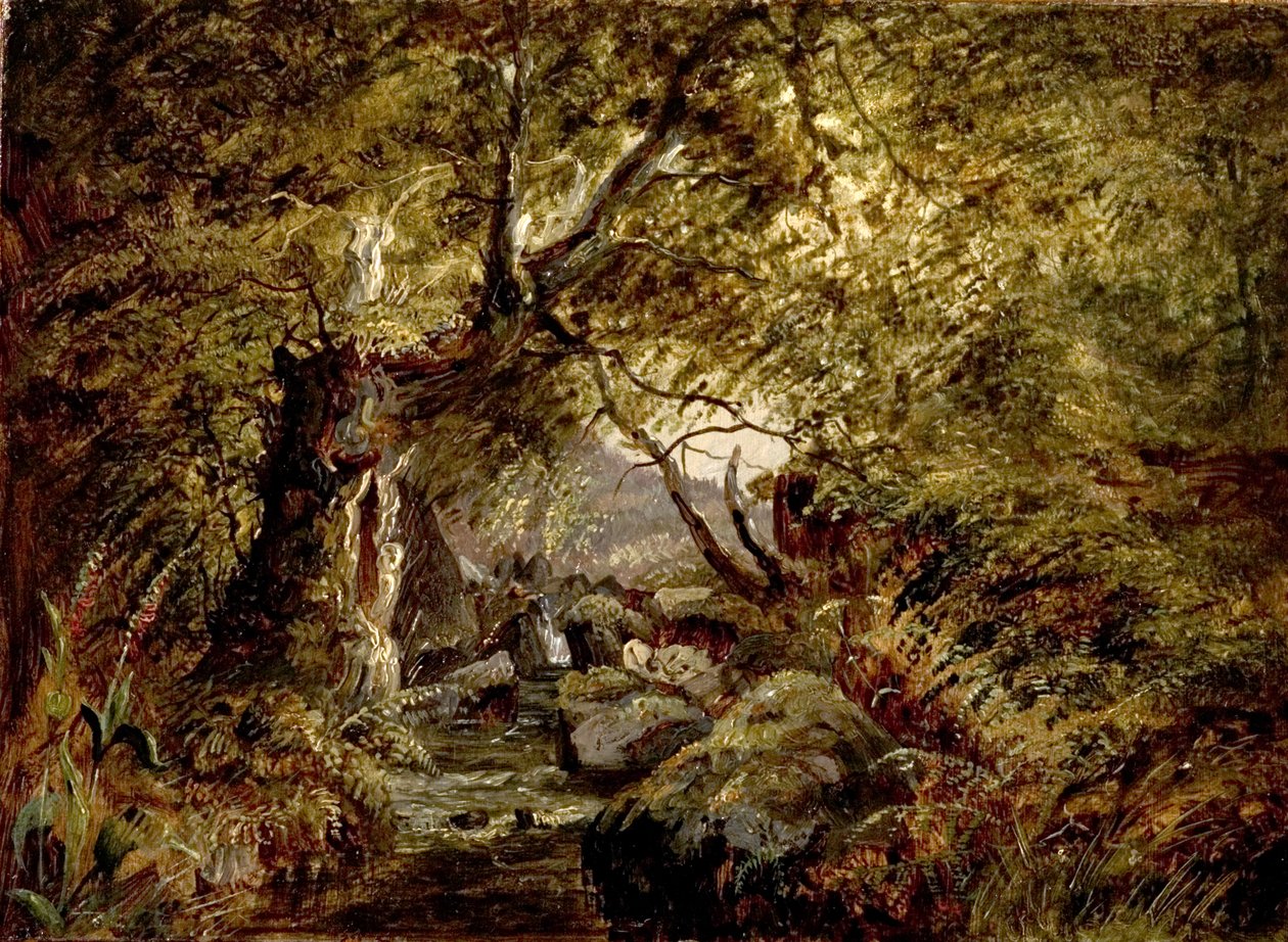 Un ruscello nel bosco da English School
