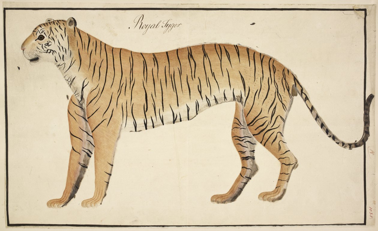 Una tigre reale dalla collezione del Serfagee di Tanjore da English School