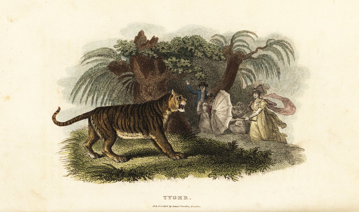 Una tigre, Panthera tigris, spaventata da una donna inglese che agita un ombrello da English School