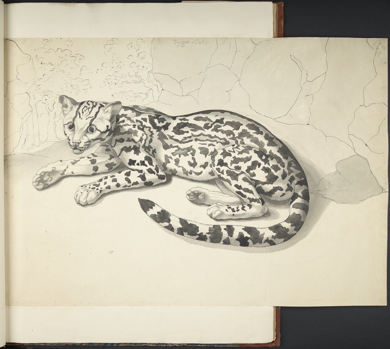 Add MS 11807 f.9 Gatto Tigre, da 