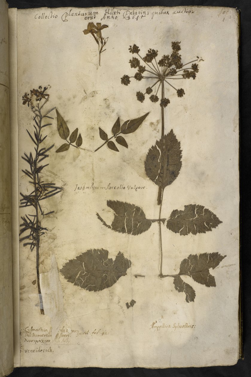 Specimen di pianta essiccata con spiegazione, da 