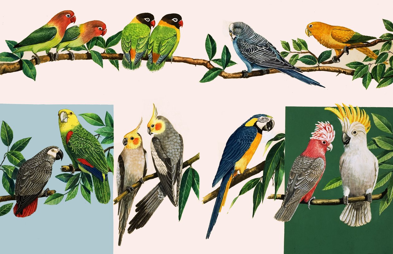 Tutti i tipi di pappagalli, illustrazione da "C