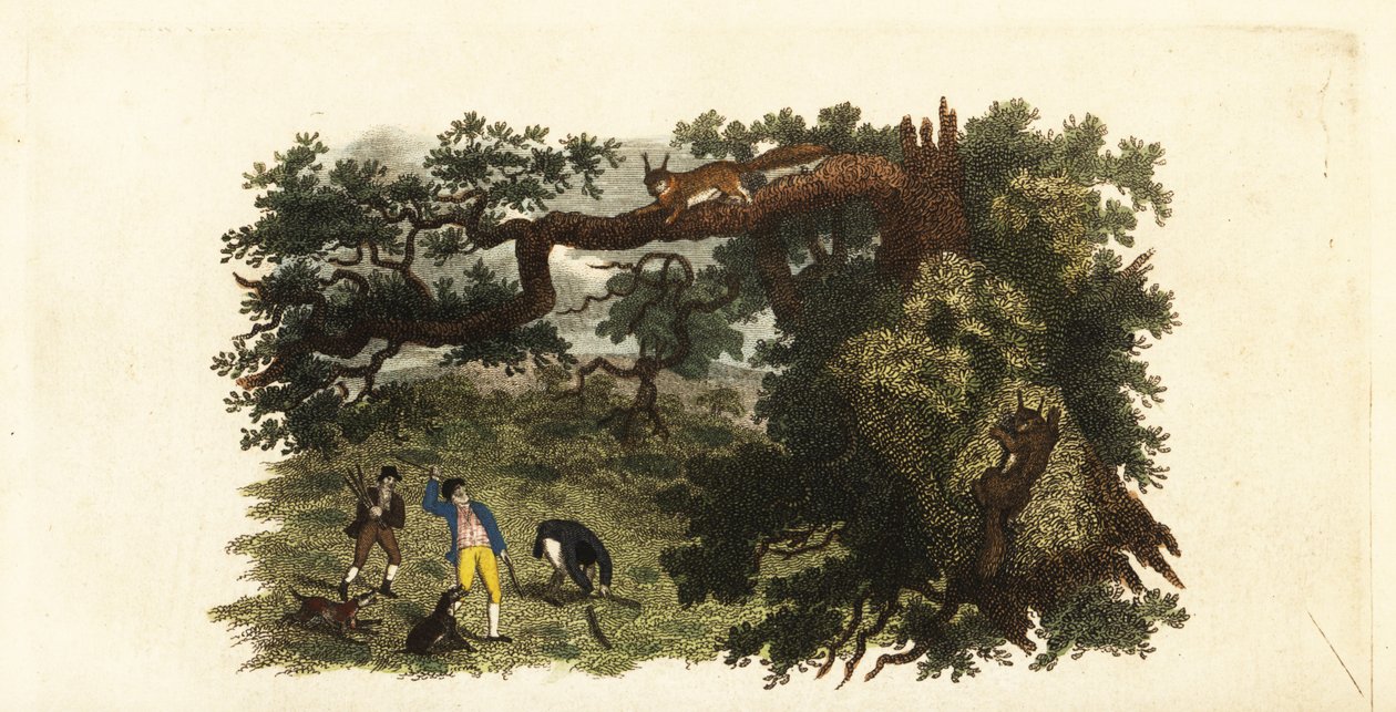 Coloni americani che lanciano bastoni a scoiattoli grigi sugli alberi da English School