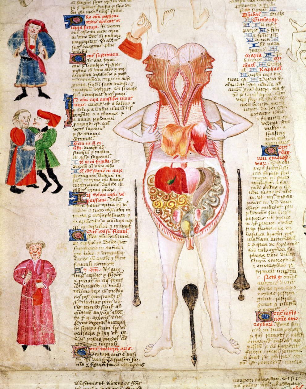 Anatomical diagram, from 