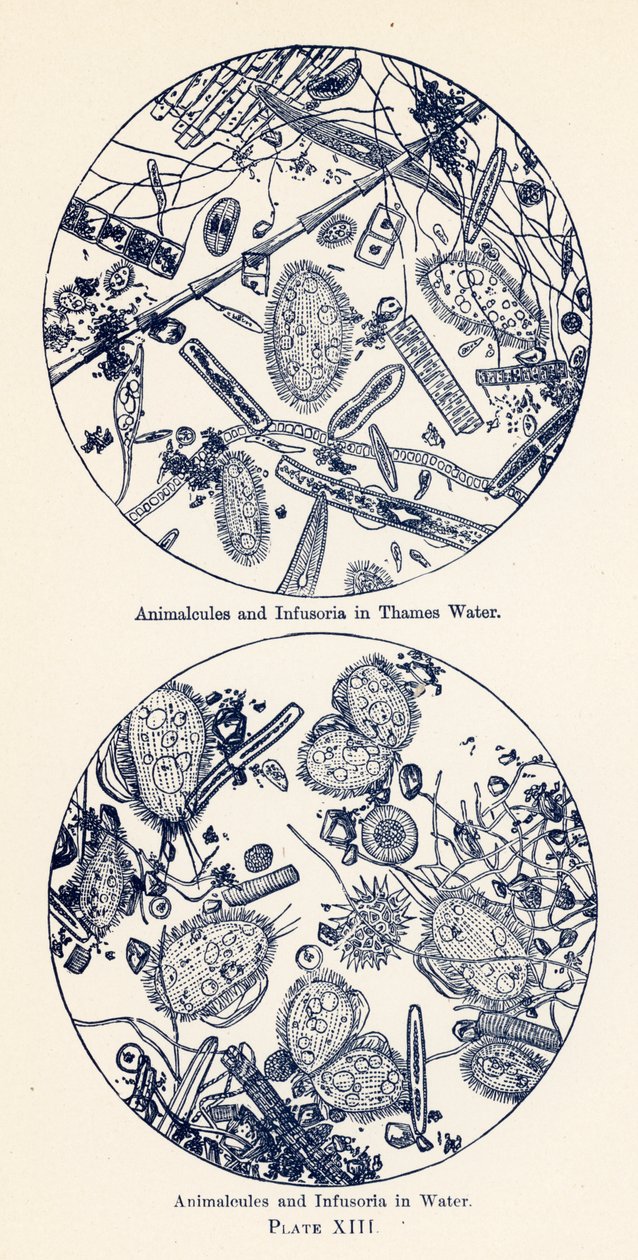Animelle e Infusori in acqua (litografia a colori) da English School