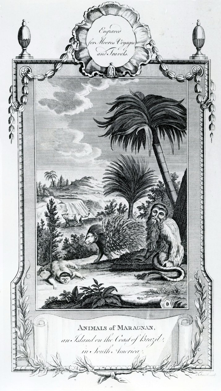 Animali di Maragnan, illustrazione tratta dai Viaggi e Viaggi di Moore, 1778 da English School