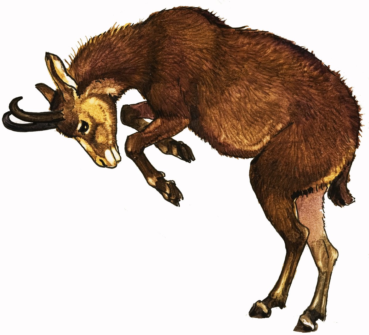 Antilope da English School