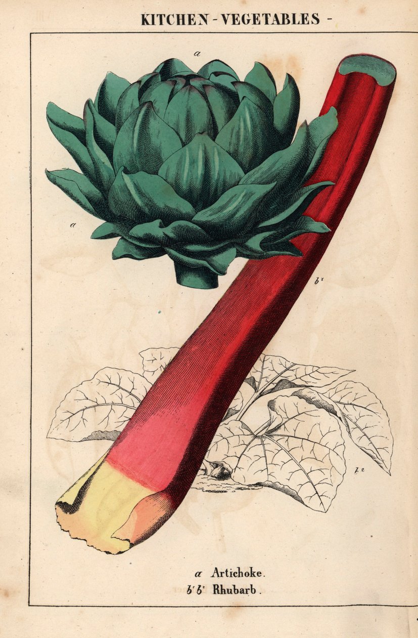 Cuore di carciofo e rabarbaro rosso, da 