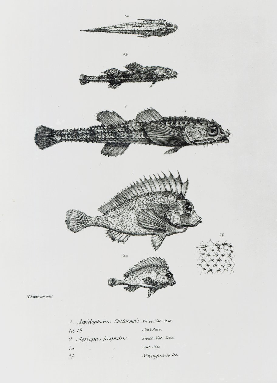 Aspidophorus Chiloensis e Agriopus Hispidus, tavola 7 da 