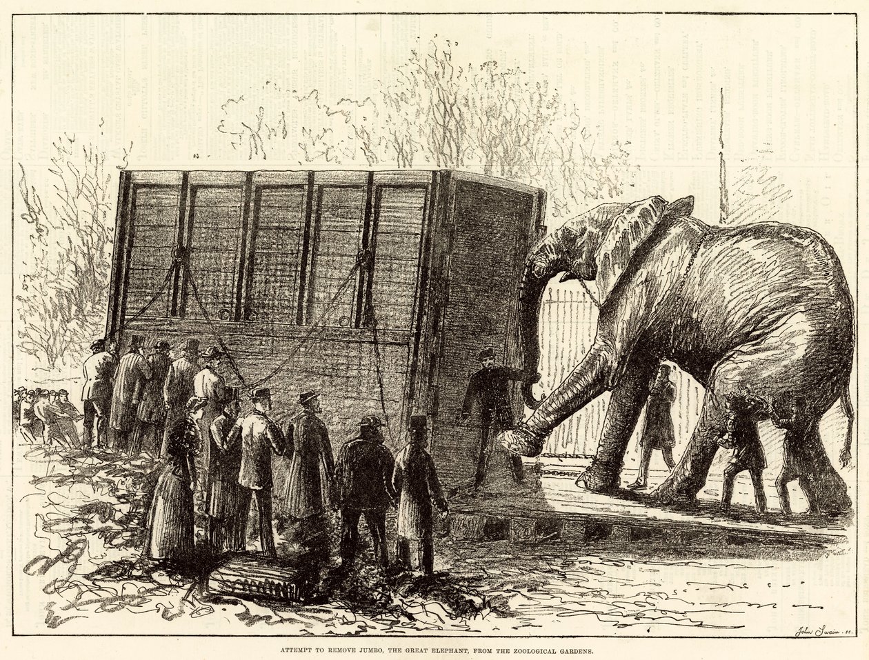 Tentativo di rimuovere Jumbo, il grande elefante, dal Giardino Zoologico (incisione) da English School