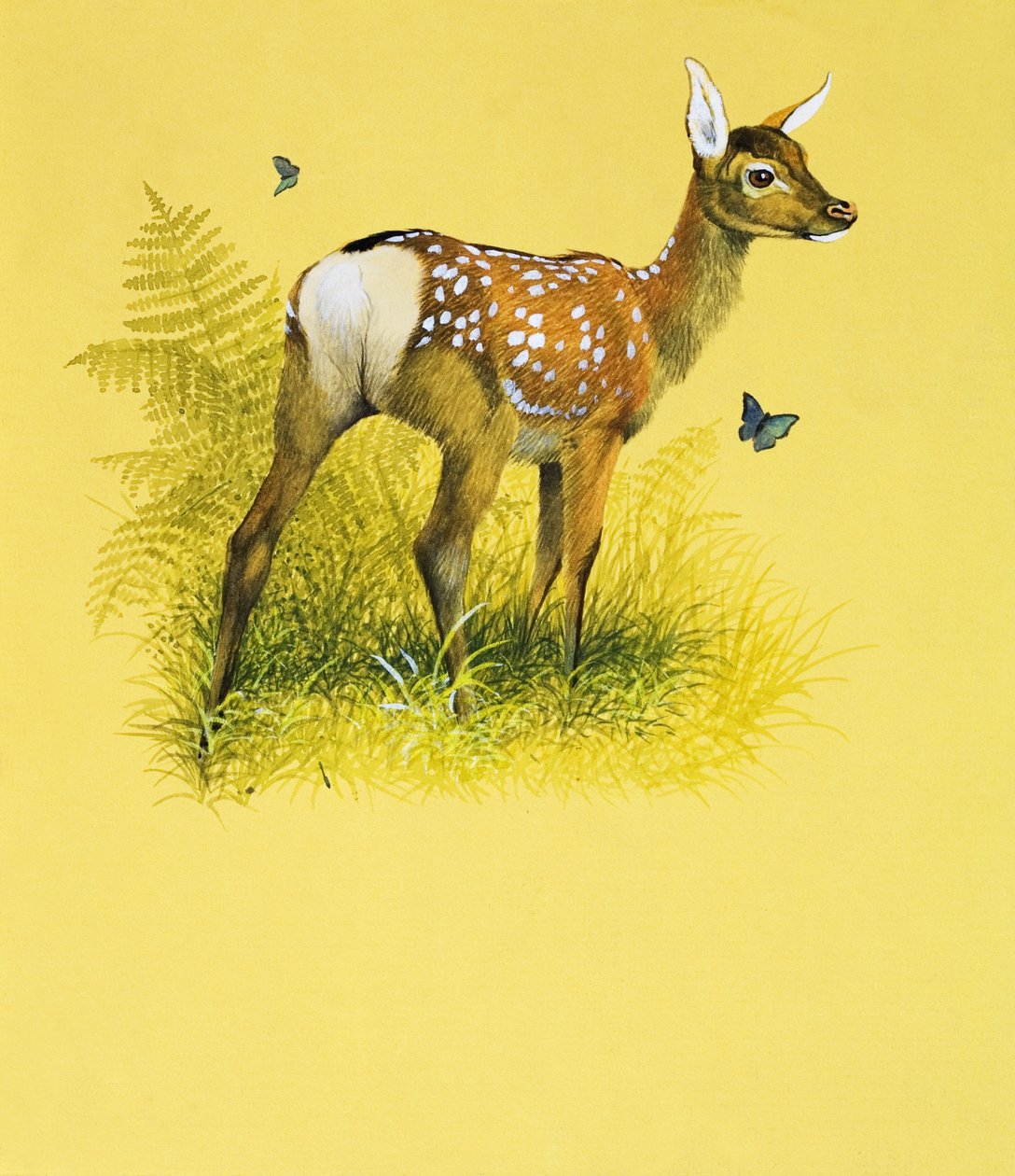Cerbiatto (gouache su carta) da English School