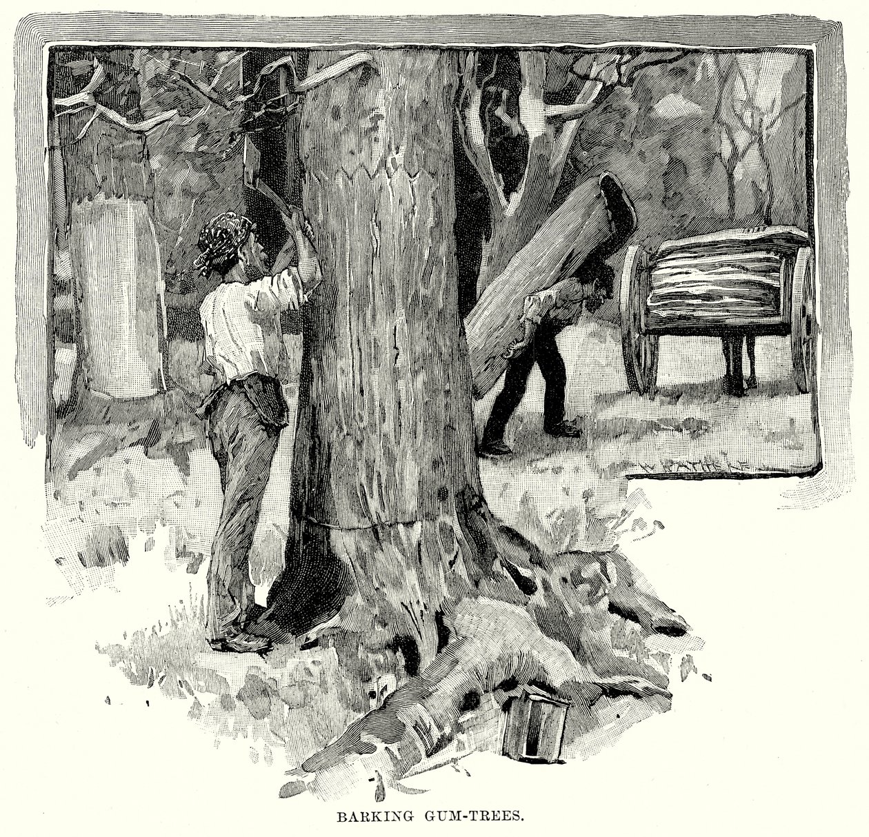Alberi di gomma abbaianti (incisione) da English School