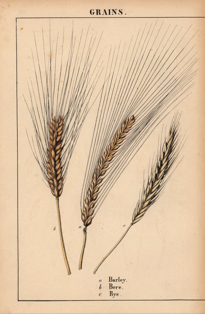Orzo, segale e erba, da 