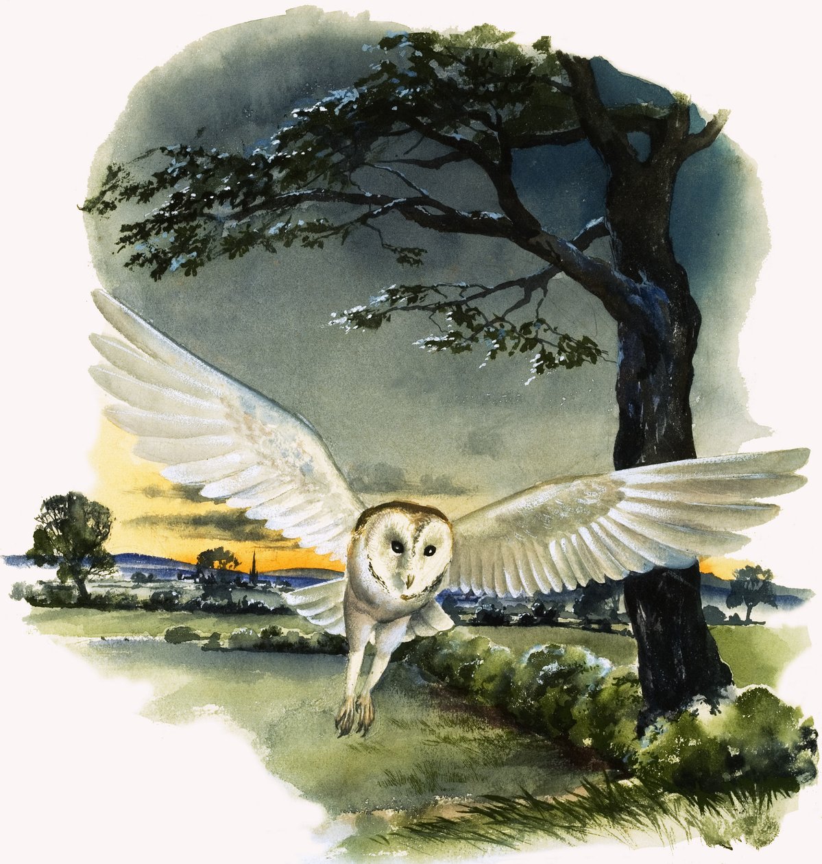 Barbagianni in volo, illustrazione tratta da "Peeps at Nature". da English School