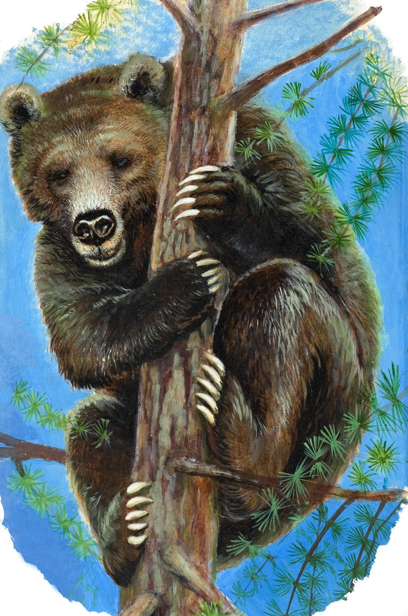 Orso su un albero (gouache su carta) da English School