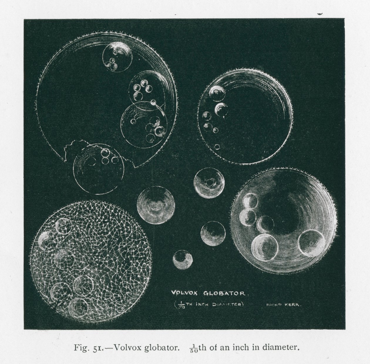 Bellezze della natura: Volvox Globator (litografia) da English School