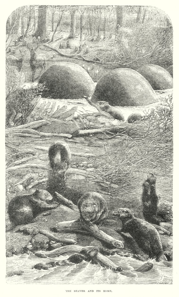 Castori (incisione) da English School