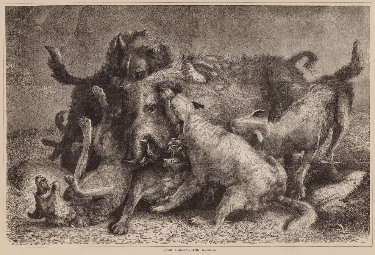 Caccia al cinghiale, l