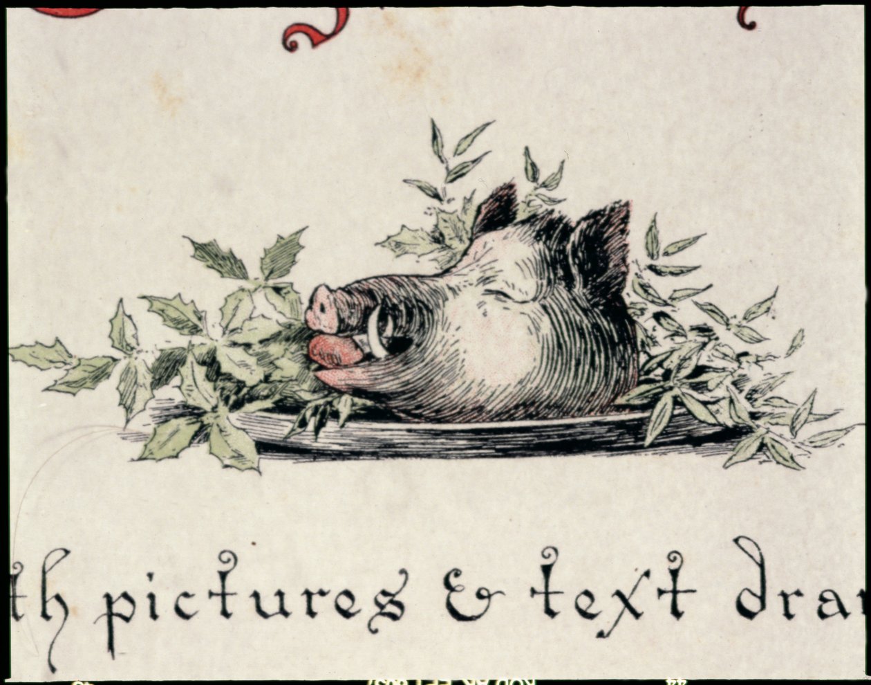 Testa di cinghiale da English School