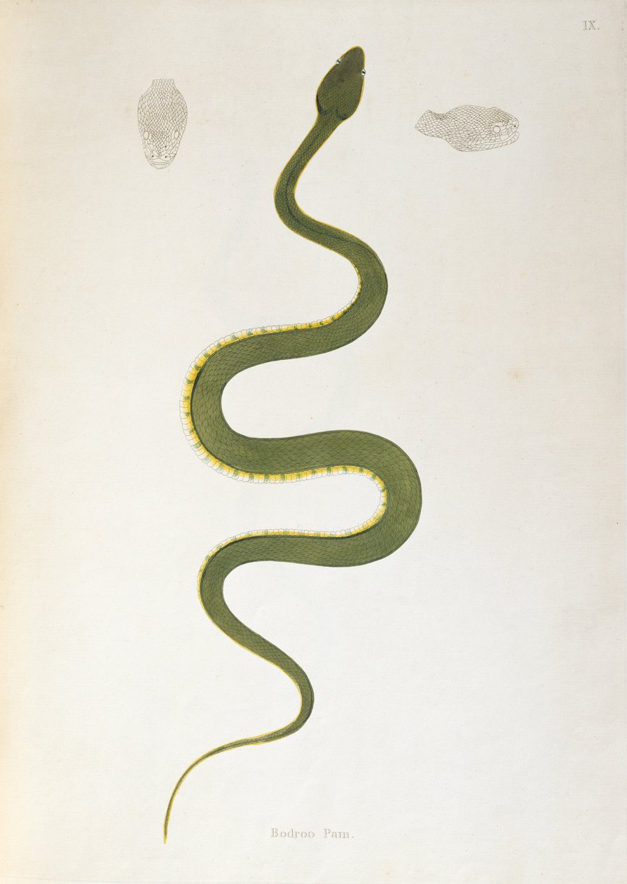 Serpente Bodroo Pam da An Account of Indian Serpents raccolti dalla Costa di Coromandel di Patrick Russell, Londra, 1796 da English School